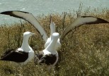 South Island Royal Albatross Mating.JPG (133 KB)